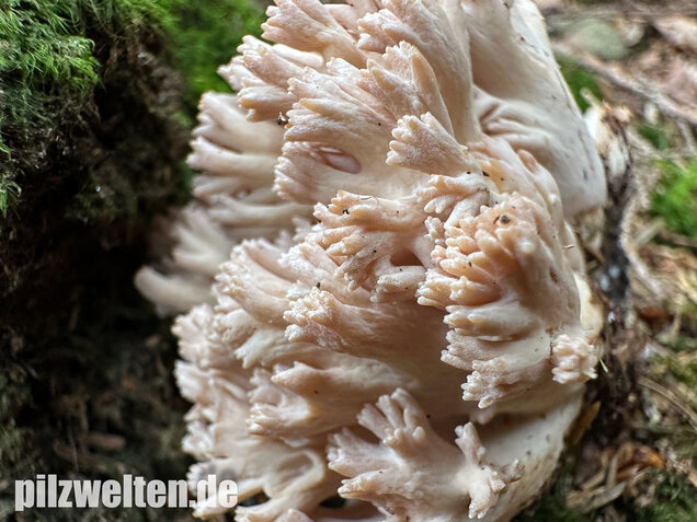Bauchwehkoralle, Blasse Koralle, Ramaria pallida