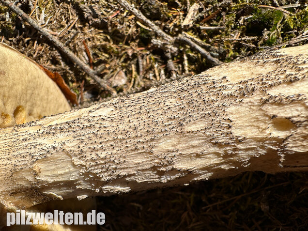 Birkenrotkappe, Leccinum versipelle