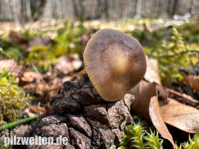 Bitterer Kiefernzapfenrübling, Strobilurus tenacellus