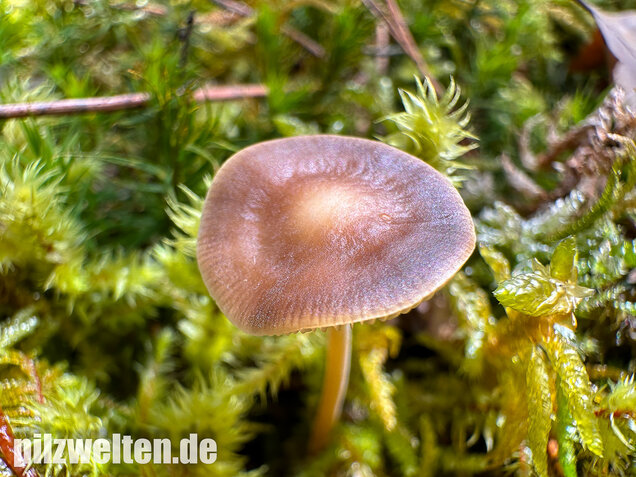 Bitterer Kiefernzapfenrübling, Strobilurus tenacellus
