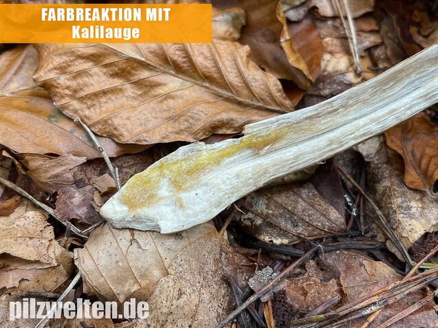 Bitterer Schleimkopf, Cortinarius infractus