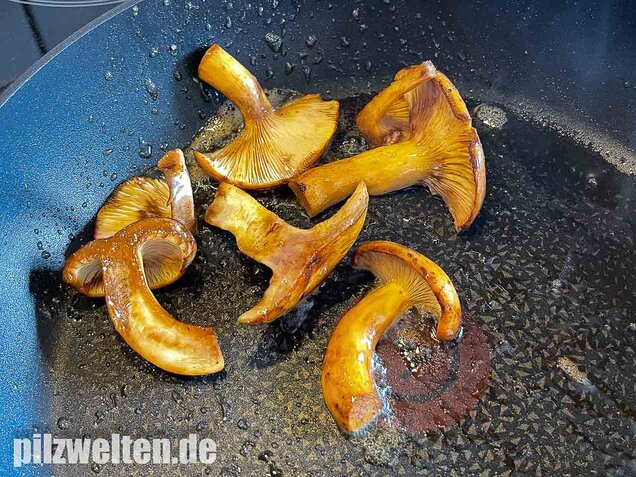 Milchbrätling, Lactifluus volemus