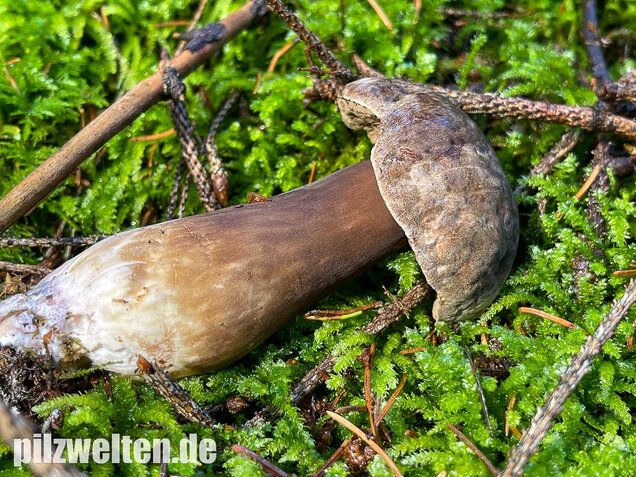 Düsterer Röhrling, Porphyrröhrling, Porphyrellus porphyrosporus