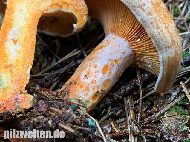 Edelreizker, Lactarius deliciosus