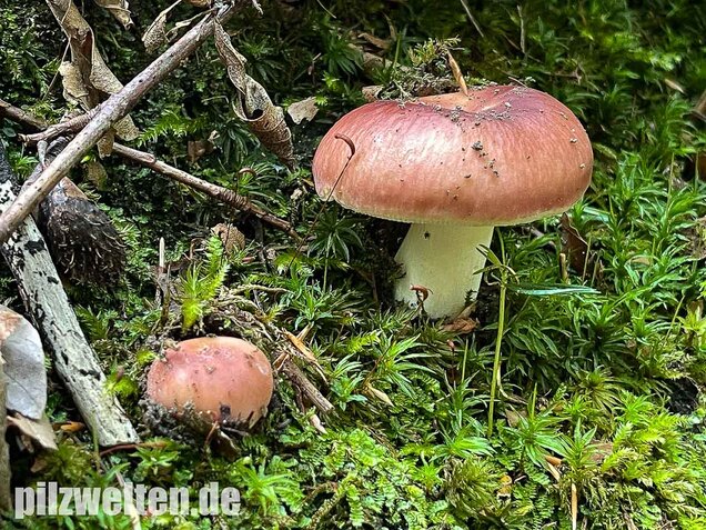 Speisetäubling, Russula vesca