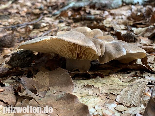 Flügelsporiger Milchling, Lactarius pterosporus