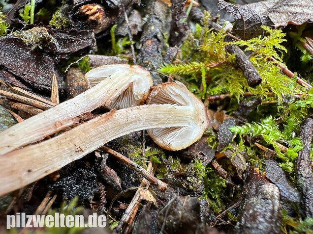 Frühlingsrisspilz, Später Risspilz, Inocybe nitidiuscula