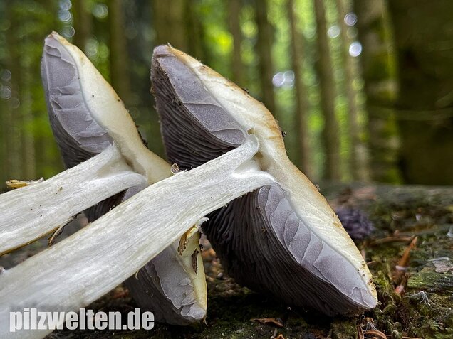 Gelber Riesenträuschling, Stropharia rugosoannulata forma lutea
