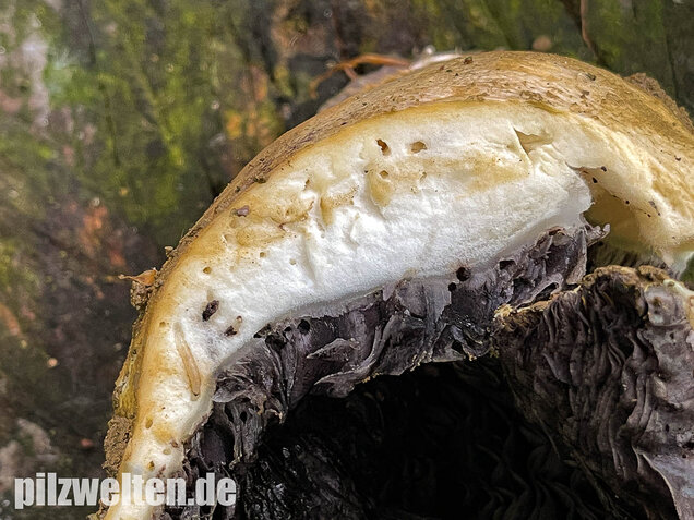 Gelber Riesenträuschling, Stropharia rugosoannulata forma lutea