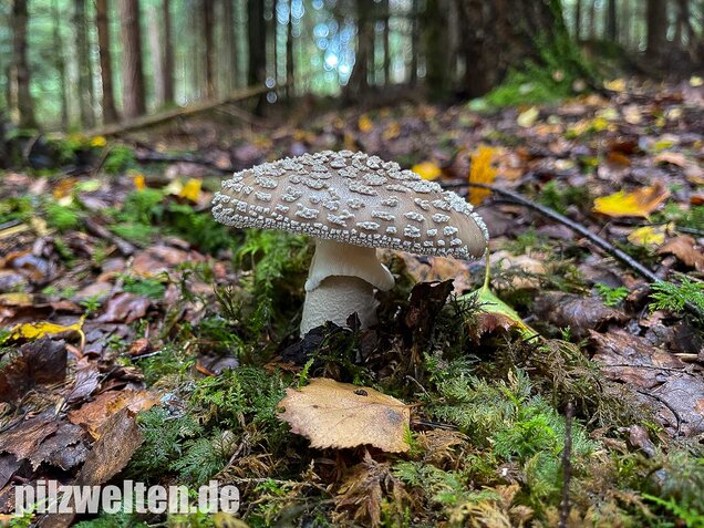 Grauer Wulstling, Amanita excelsa