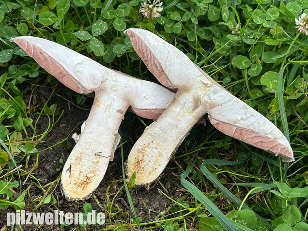 Großsporiger Riesenchampignon, Agaricus urinascens