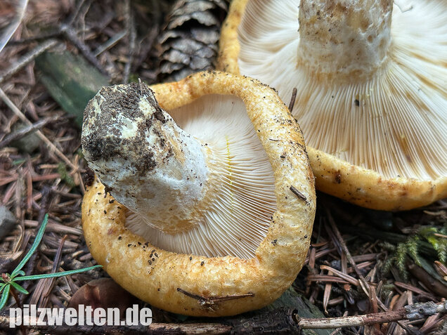 Grubiger Weißtannenmilchling, Lactarius intermedius
