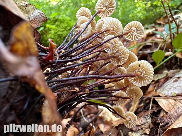 Halsbandschwindling, Marasmius rotula