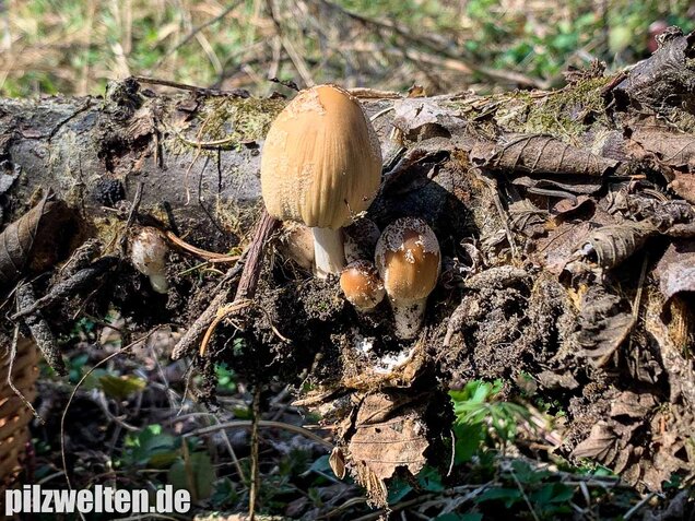 Haustintling, Coprinellus domesticus