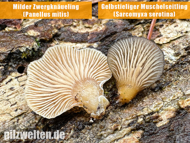 Milder Zwergknäueling, Weißer Muschelseitling, Panellus mitis