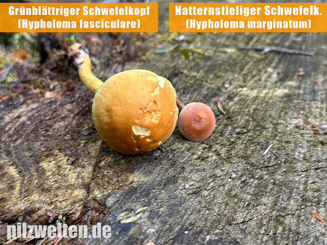 Natternstieliger Schwefelkopf, Hypholoma marginatum