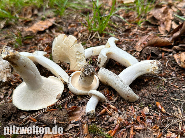 Pfeffermilchling, Lactifluus piperatus