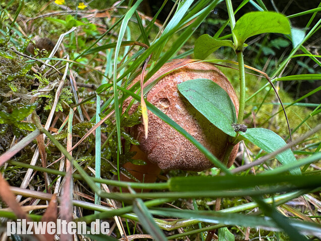 Pfefferröhrling, Chalciporus piperatus