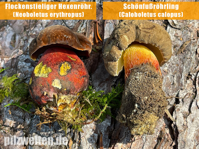 Flockenstieliger Hexenröhrling, Neoboletus erythropus