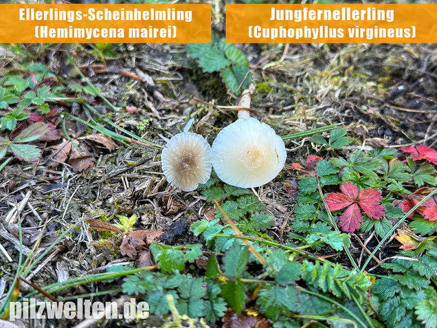 Ellerlings-Scheinhelmling, Rasenscheinhelmling, Hemimycena mairei