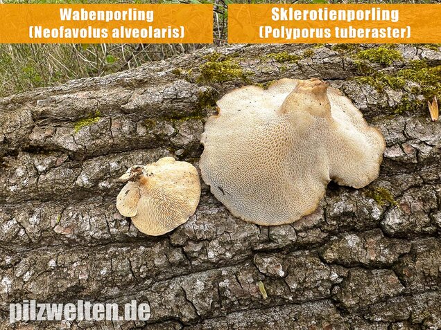 Sklerotienporling, Polyporus tuberaster