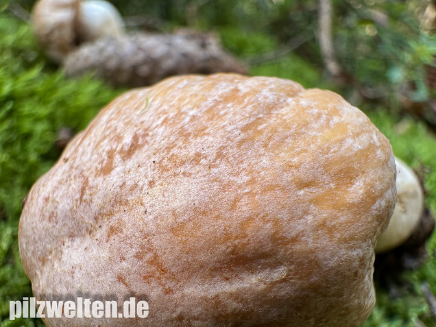 Reifpilz, Cortinarius caperatus