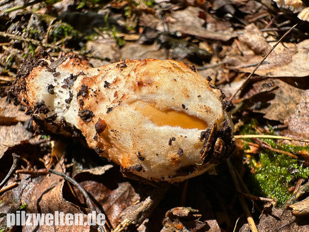 Rotbrauner Scheidenstreifling, Amanita fulva