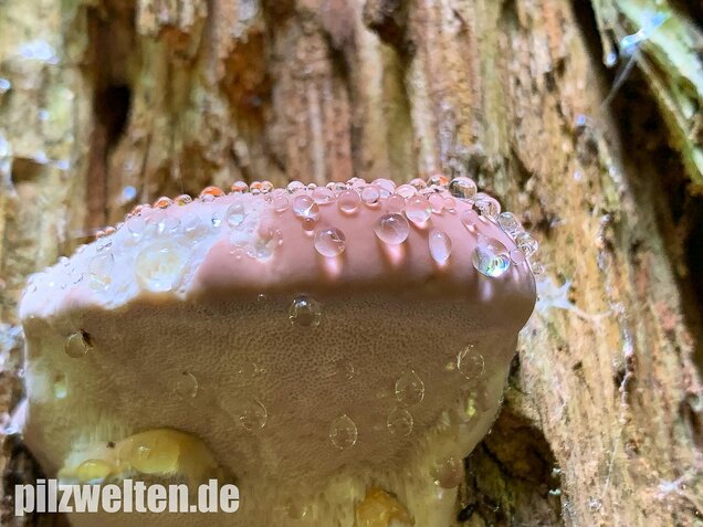 Rotrandiger Baumschwamm, Fomitopsis pinicola