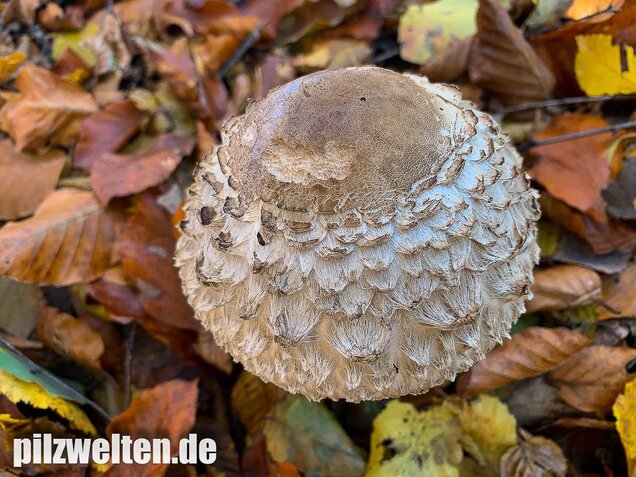 Olivbrauner Safranschirmling, Wald-Safranschirmling, Chlorophyllum olivieri
