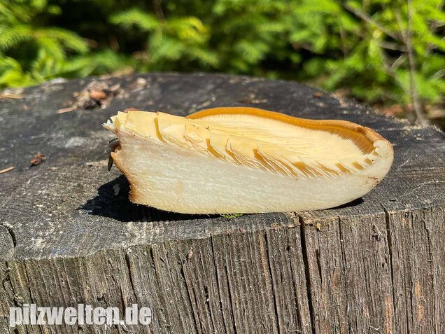 Samtfußkrempling, Tapinella atrotomentosa