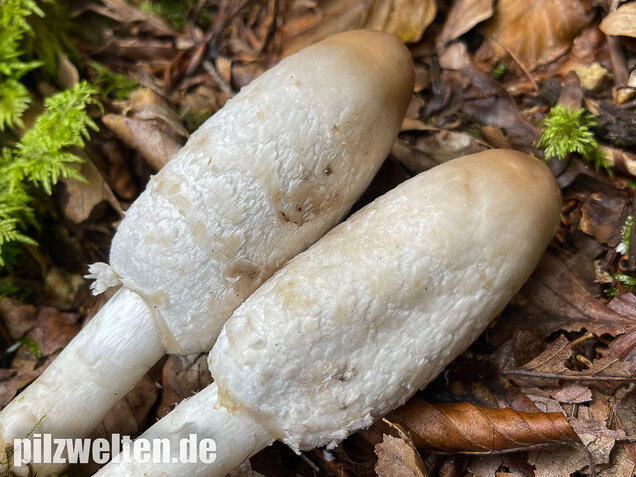Schopftintling, Coprinus comatus