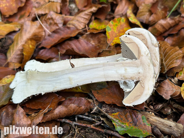Spitzkegeliger Wulstling, Amanita echinocephala
