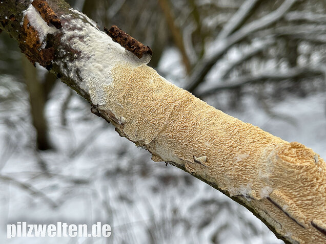 Veränderlicher Spaltporling, Schizopora paradoxa