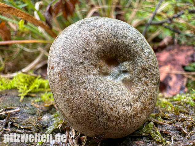 Wechselblauer Edelreizker, Lactarius quieticolor