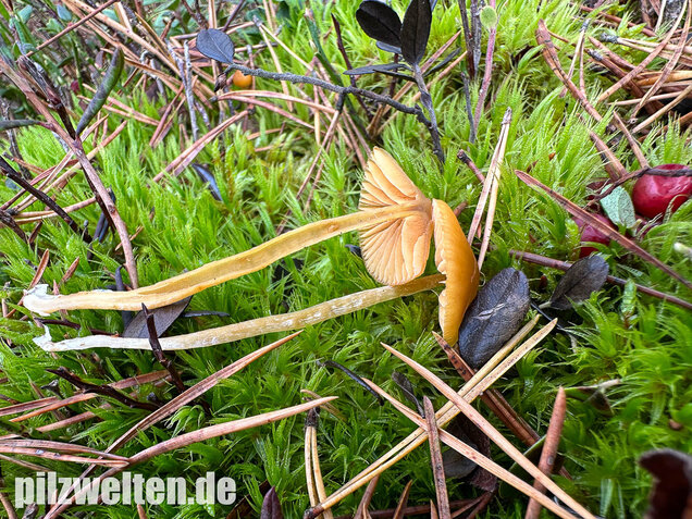 Gesäumter Häubling, Moorhäubling, Galerina paludosa
