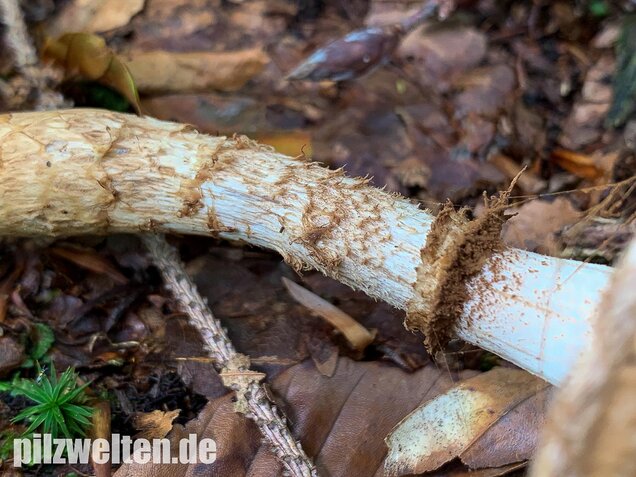 Wurzelnder Marzipanfälbling, Hebeloma radicosum