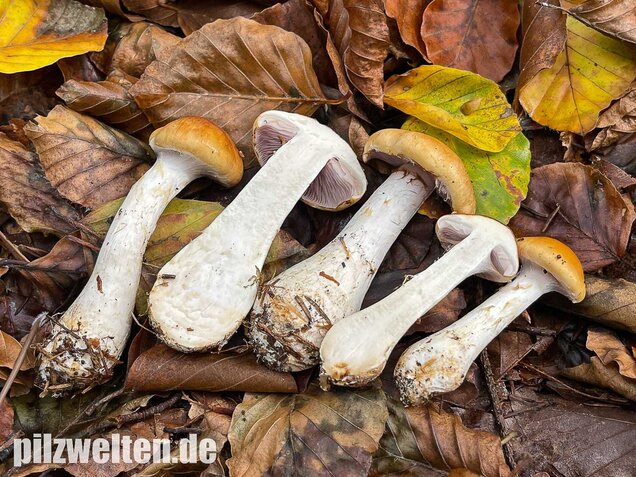 Ziegelgelber Schleimkopf, Semmelgelber Schleimkopf, Cortinarius varius