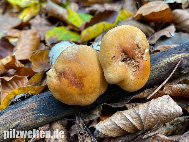 Ziegelgelber Schleimkopf, Semmelgelber Schleimkopf, Cortinarius varius