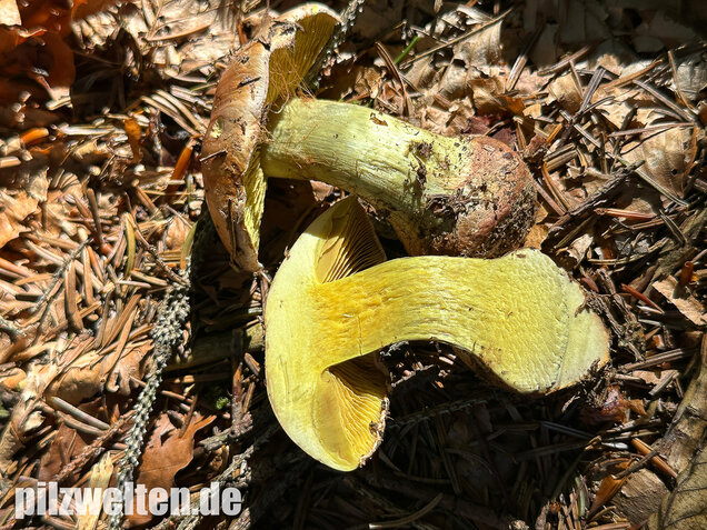 Anisklumpfuß, Cortinarius odorifer