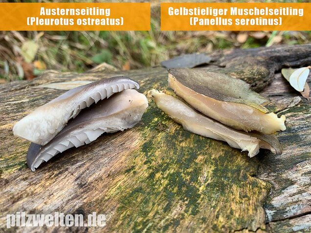 Austernseitling, Austernpilz, Kalbfleischpilz, Pleurotus ostreatus