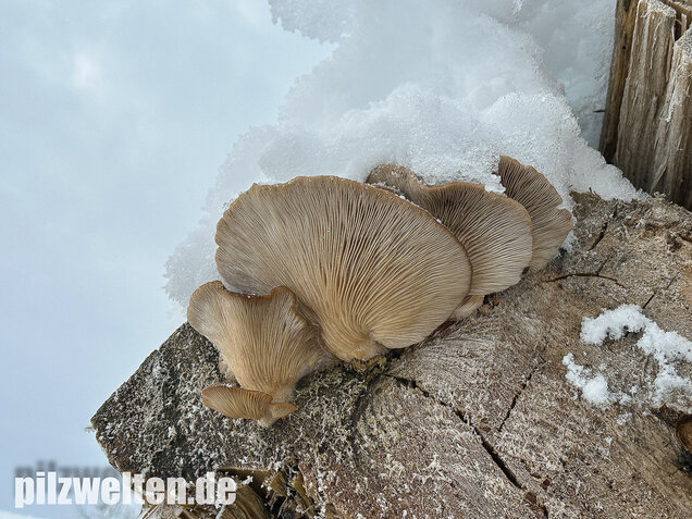 Austernseitling, Austernpilz, Kalbfleischpilz, Pleurotus ostreatus