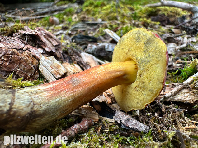 Blutroter Filzröhrling, Blutroter Gartenfilzröhrling, Hortiboletus rubellus