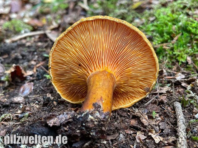 Brauner Afterleistling, Hygrophoropsis rufa