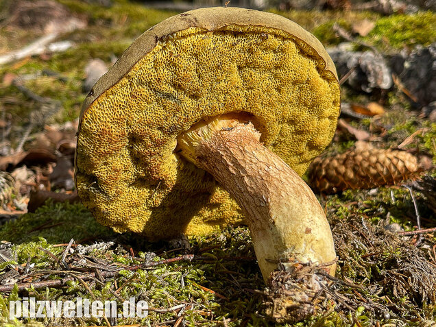 Brauner Filzröhrling, Braune Ziegenlippe, Xerocomus ferrugineus