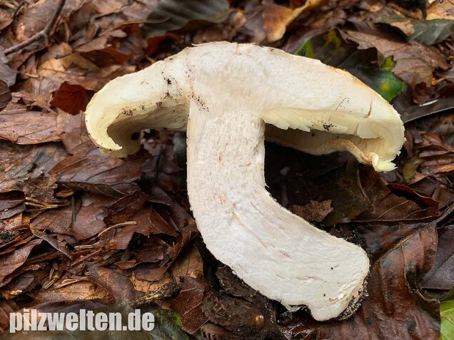 Dreifarbiger Krempentrichterling, Leucopaxillus compactus