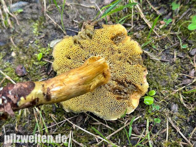 Eichenfilzröhrling, Hortiboletus engelii