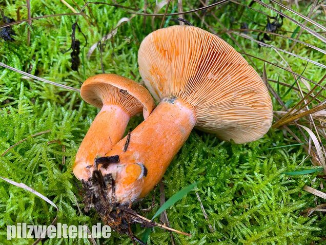 Fichtenreizker, Lactarius deterrimus