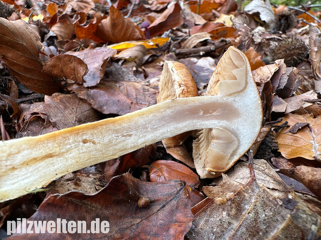 Fuchsigbrauner Schleimkopf, Phlegmacium vulpinum