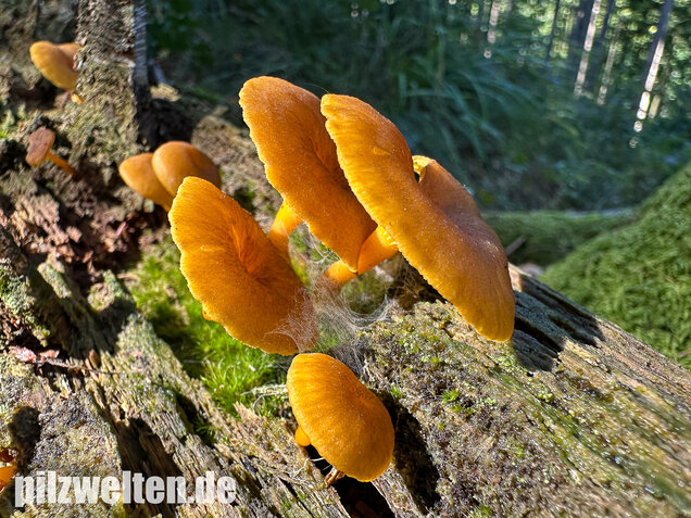 Gelbblättriger Holznabeling, Chrysomphalina chrysophylla