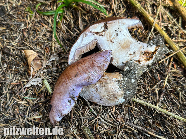 Dunkelfleckender Schleimkopf, Phlegmacium violaceomaculatum
